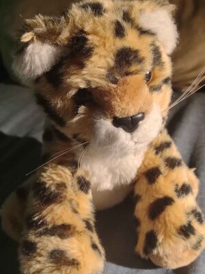 Bolso Official Portrait 2025.jpg