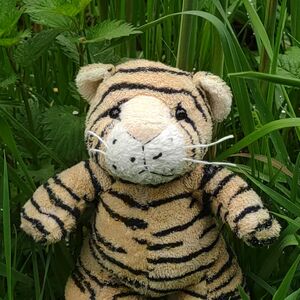 Tigroy Starstripe on 6 May 2026 Square.jpg