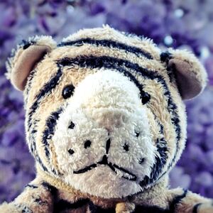 Stripey Starstripe on 30 April 2026 Square.jpg