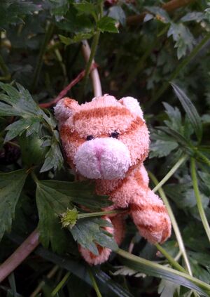 Tabby on 6 May 2026