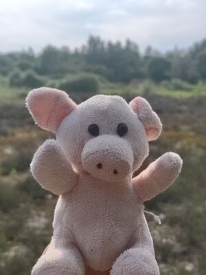 Pigley on 10 May 2026.jpg