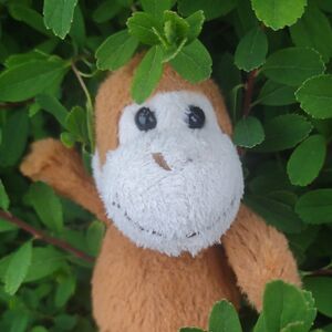 Mango on 8 May 2026 Square.jpg