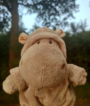 Hippe Hippo on 30 May 2026