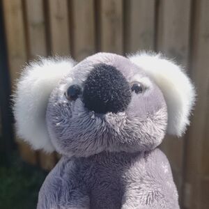 Koala on 27 May 2026 Square.jpg