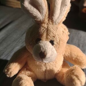 Bon Bunny Official Portrait 2025 Square.jpg