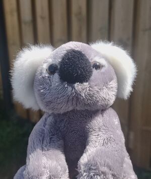 Koala on 27 May 2026.jpg
