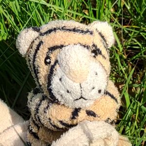 Victoria Starstripe on 10 May 2026 Square.jpg