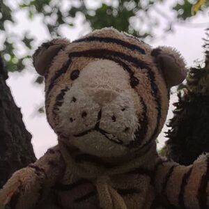 Stripey Starstripe on 6 May 2026 Square.jpg