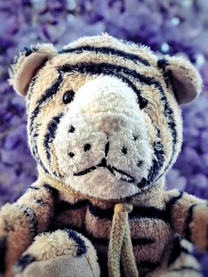 Stripey Starstripe on 30 April 2026.jpg