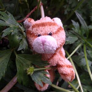 Tabby on 6 May 2026 Square.jpg