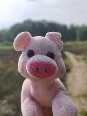 Pinxie on 10 May 2026.jpg