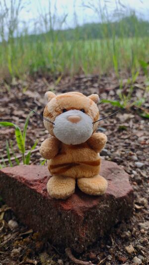 Tibby on 6 May 2026
